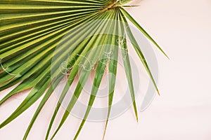 Green palm leaf close-up with copy space