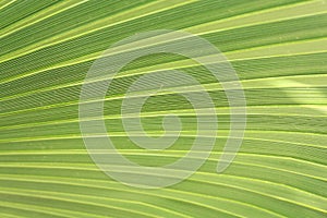 Green palm leaf closeup