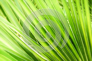 Green palm leaf. Closeup shot