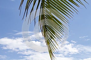 Green palm leaf of coco palm tree on blue sky background. Tropical nature photo.