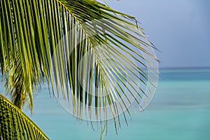 Green palm leaf of coco palm tree on blue sky background. Tropical nature photo. Tropical sky view. Coco palm leaf closeup for