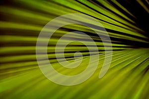 Green palm leaf with diagonal stripes