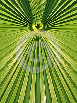 Green palm leaf frond symmetrical geometric design