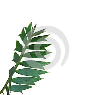 Zelený palma list na 