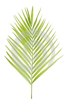 Green palm leaf isolated