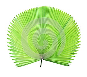 Green palm leaf isolated