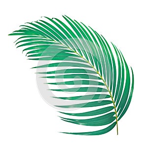 green palm leaf isolated on white background with clipping