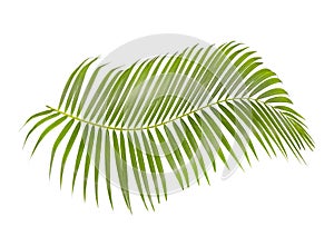 Green palm leaf isolated on white background with clipping path