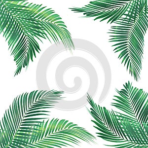 Green palm leaf isolated on white background with clipping path