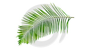 Green palm leaf isolated on white background with clipping path