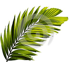 Green palm leaf isolated on white