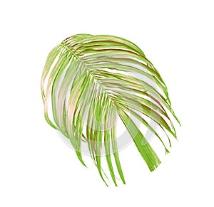 Green palm leaf isolated on white for summer background