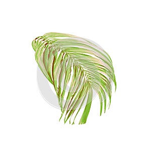 Green palm leaf isolated on white for summer background