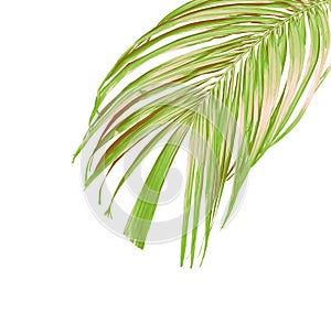 Green palm leaf isolated on white for summer background