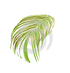 Green palm leaf isolated on white for summer background