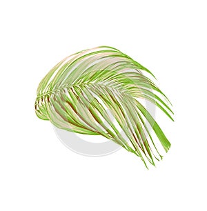 Green palm leaf isolated on white for summer background