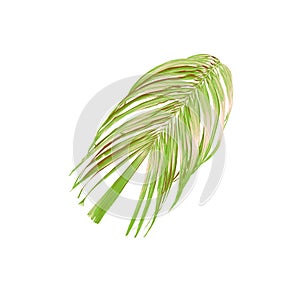 Green palm leaf isolated on white for summer background