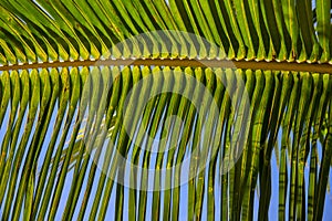 Green palm leaf pattern on blue sky background. Tropical island nature photo. Sunny day in exotic place