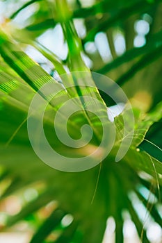 Green palm leaf pattern texture abstract background tropical forest, concept of ecology and destination progress