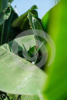 Green palm leaf pattern texture abstract background tropical forest, concept of ecology and destination progress