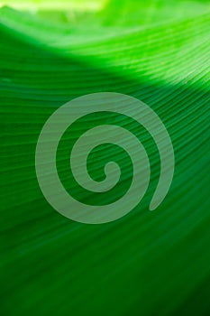Green palm leaf pattern texture abstract background tropical forest, concept of ecology and destination progress