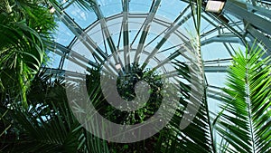 Green palm leaf pattern texture abstract background with window indoors, concept of ecology. Indoor greenery Sunbeam