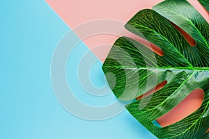 Green palm leaf on pink and blue color background