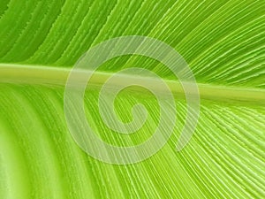 Green Palm Leaf Plant Textured Design Background