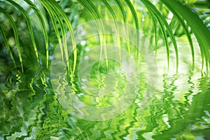 Green palm leaf reflects in water ripple