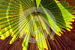 Green palm leaf with shadows at a tropical garden