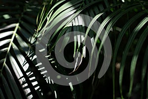 Green palm leaf with sun light on dark tropical tone