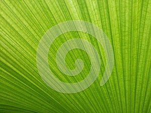 Green palm leaf texture background