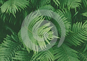 Green Palm Leaf Texture Background Tropical Forest Tone Concept.