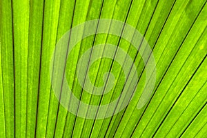 Green palm leaf texture background, tropical leaf plant