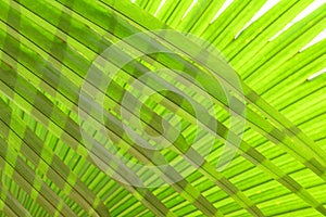 Green palm leaf texture background, tropical leaf plant