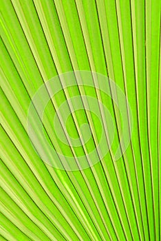 Green palm leaf texture background, tropical leaf plant