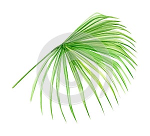 Green palm leaf. Tropical plant. Hand painted watercolor illustration isolated on white background. Realistic botanical art.