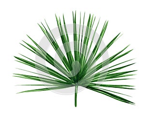 Green palm leaf. Tropical plant. Hand painted watercolor illustration isolated on white background. Realistic botanical art.