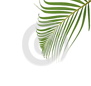Green palm leaf on white background