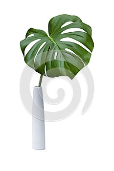 A green palm leaf on a white background