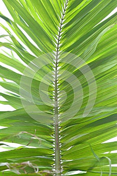 Green palm leaf on white background