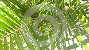 Green palm leaves