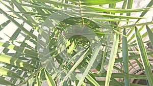 Green palm leaves