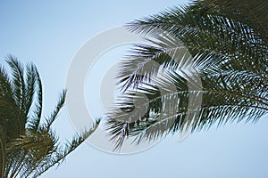 Green palm leaves against a clear blue sky. Traveling background concept