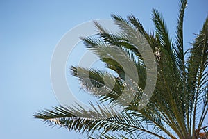 Green palm leaves against a clear blue sky. Traveling background concept