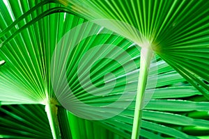 Green Palm Leaves