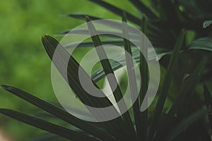 Green Palm Leaves Backgrond