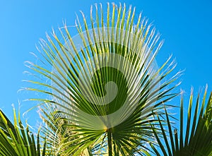Green palm leaves with blue sky