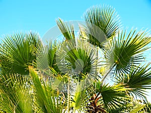 Green palm leaves with blue sky