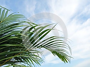 Green palm leaves on blue sky background. Happy Palm Sunday backgrounds.